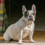french bulldog breed guide