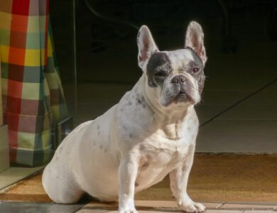 french bulldog breed guide