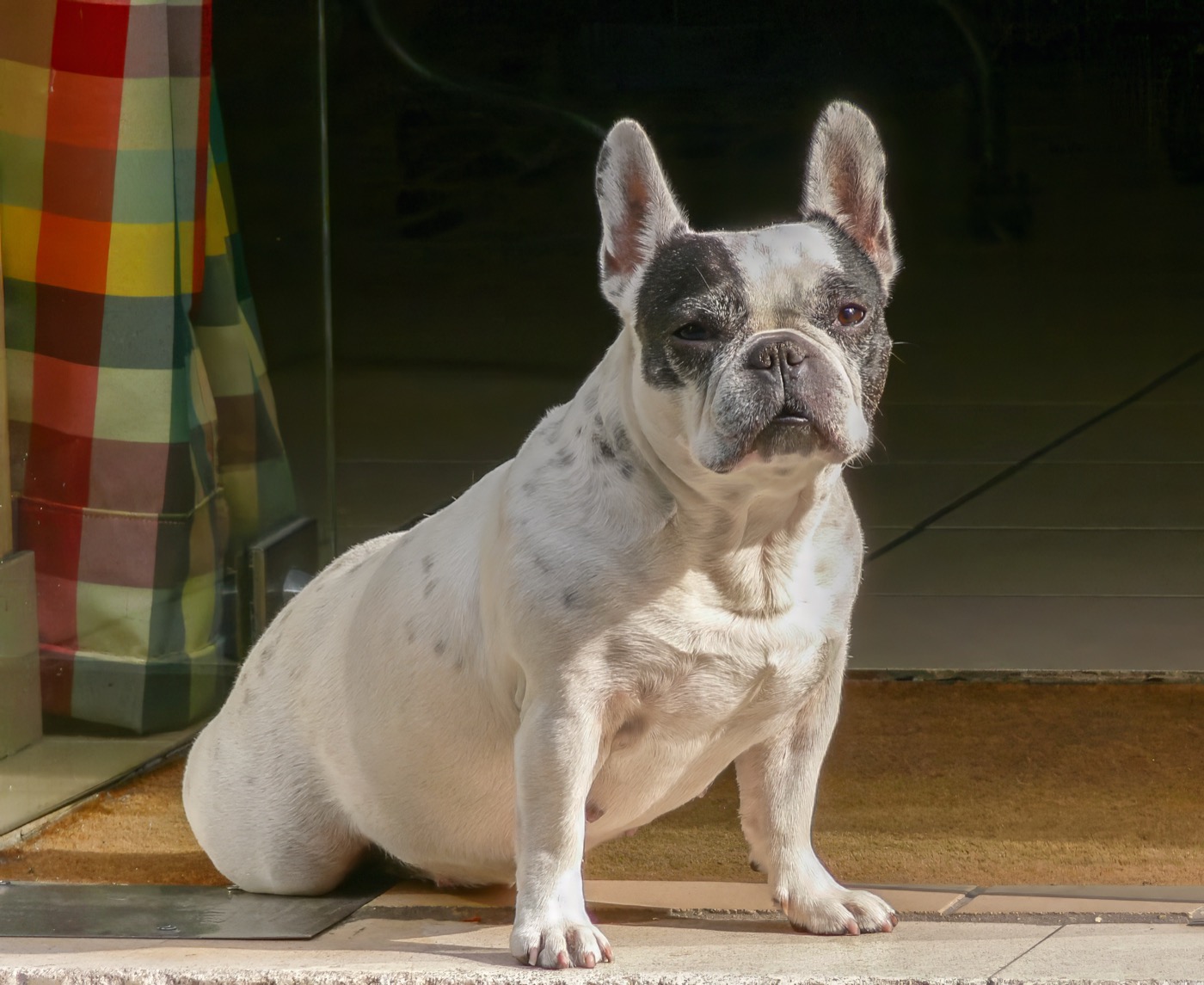 French Bulldog: Complete Breed Guide to Temperament, Health, and Care 16 french bulldog breed guide