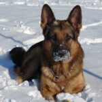 german shepherd breed guide