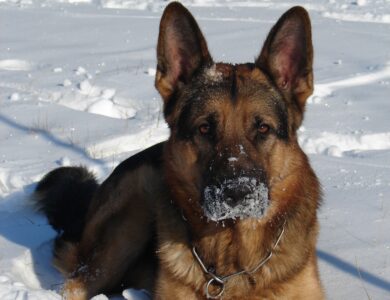 German Shepherd: Complete Breed Guide to Temperament, Health, and Care 19 german shepherd breed guide