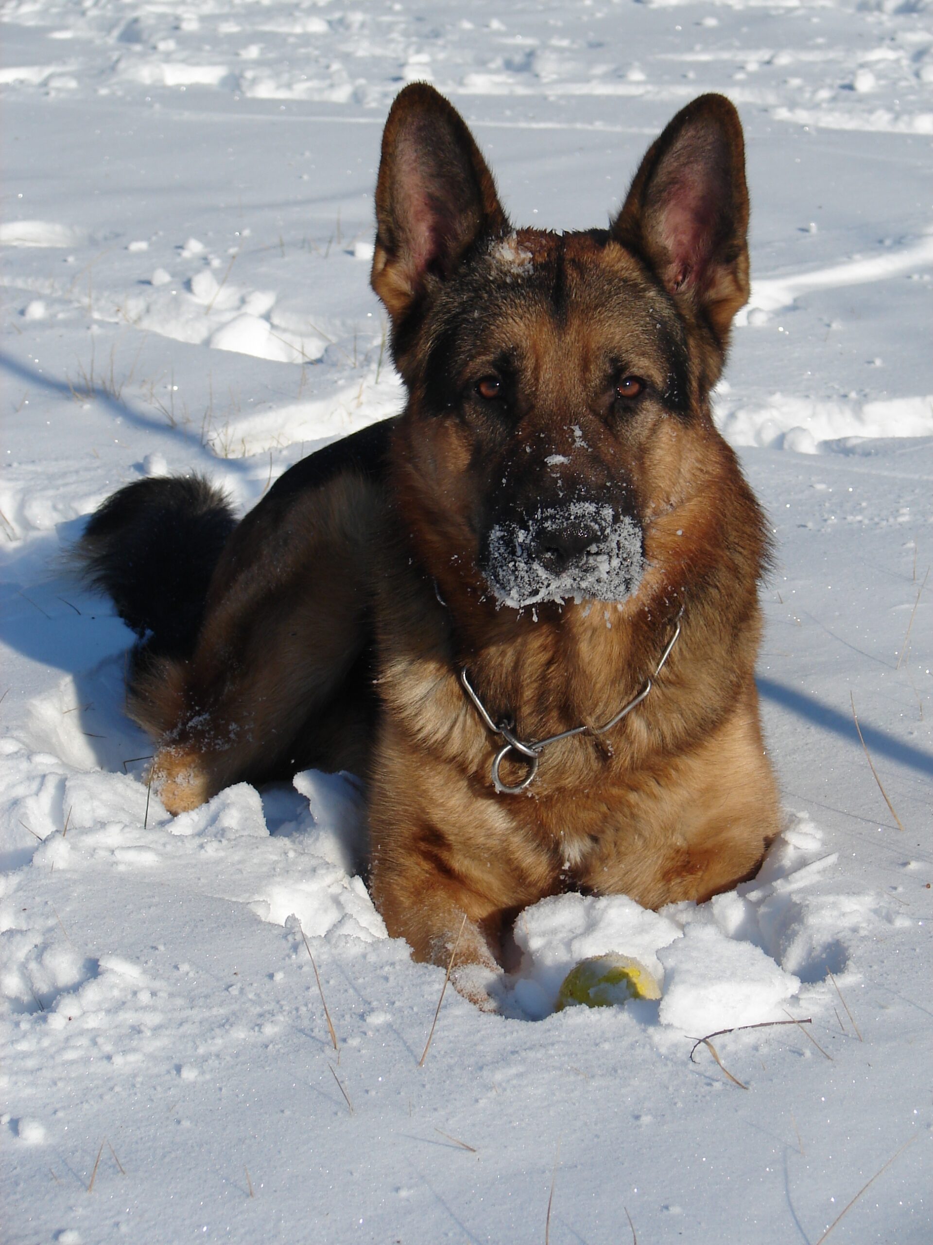 german shepherd breed guide scaled
