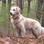 golden retriever breed guide