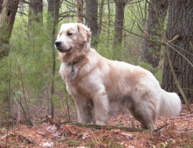 Golden Retriever: Complete Breed Guide to Temperament, Health, and Care 17 golden retriever breed guide