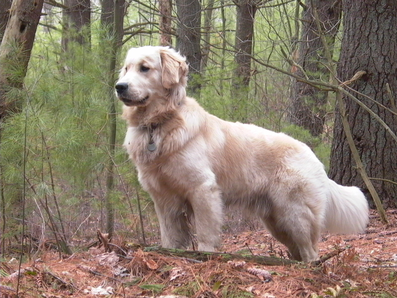 Golden Retriever: Complete Breed Guide to Temperament, Health, and Care 16 golden retriever breed guide