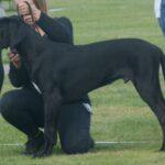 great dane breed guide