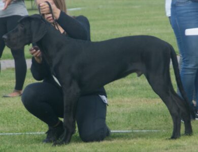 great dane breed guide