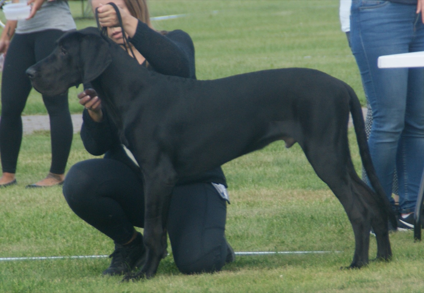 great dane breed guide