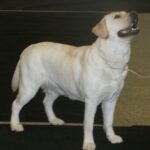 labrador retriever breed guide