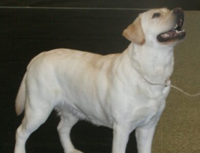 labrador retriever breed guide