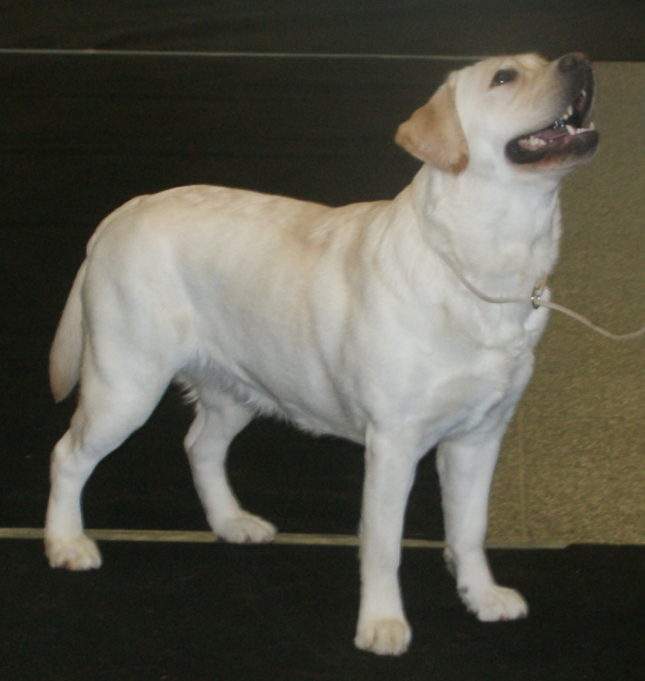 labrador retriever breed guide