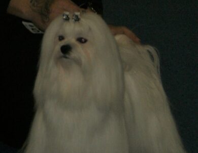 maltese breed guide