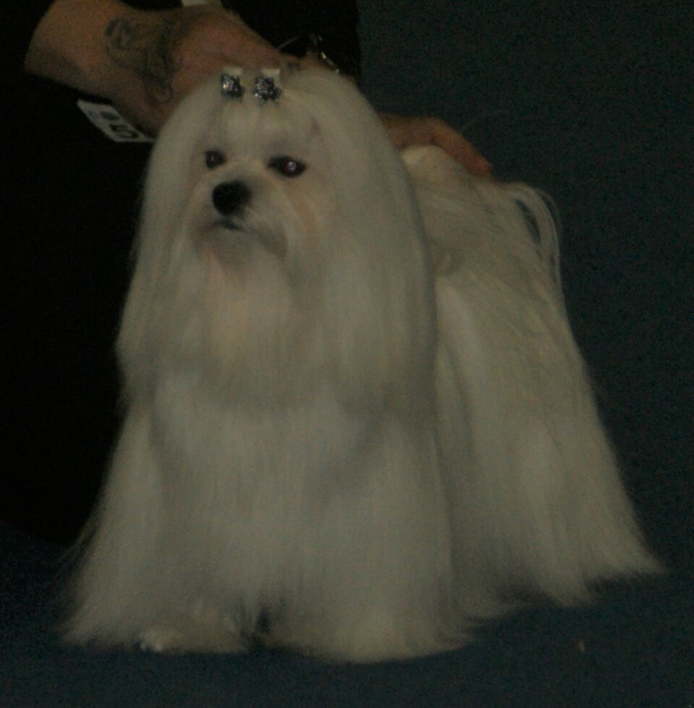 maltese breed guide