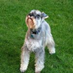 miniature schnauzer breed guide