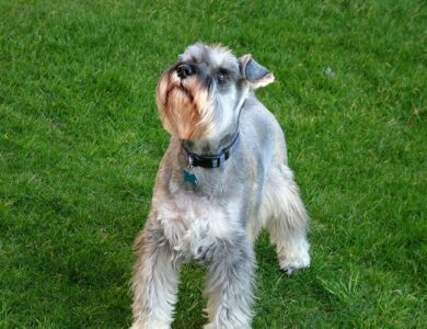 miniature schnauzer breed guide