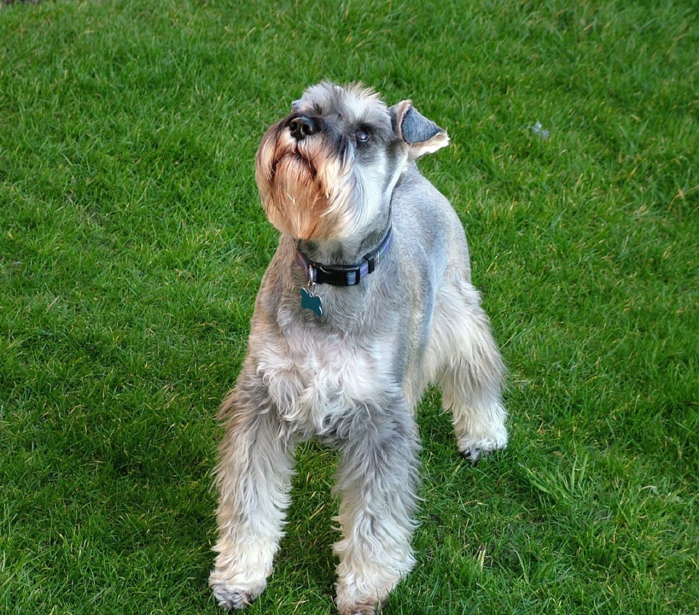 miniature schnauzer breed guide