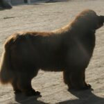 newfoundland breed guide