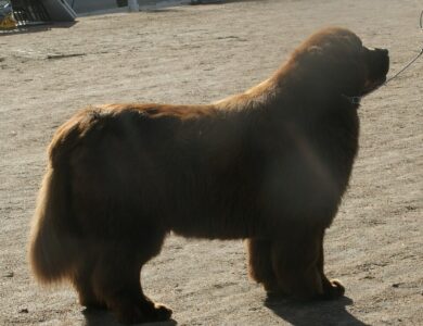 newfoundland breed guide
