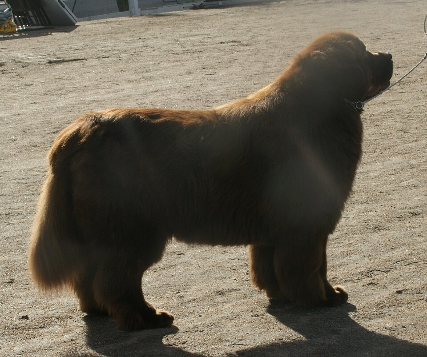newfoundland breed guide