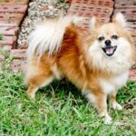 pomeranian breed guide