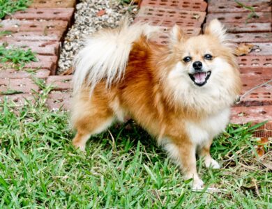 pomeranian breed guide