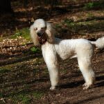 poodle breed guide