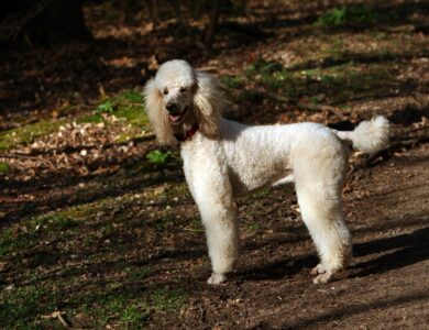 poodle breed guide