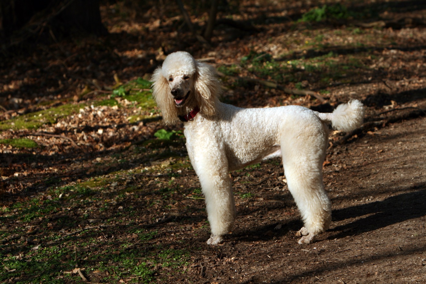 Poodle: Complete Breed Guide to Temperament, Health, and Care 16 poodle breed guide