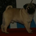 pug breed guide