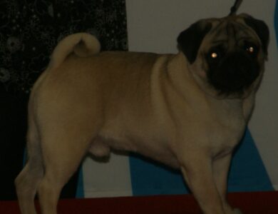 pug breed guide