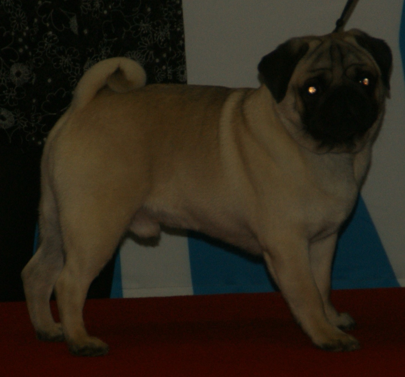 pug breed guide