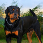 rottweiler adult 2