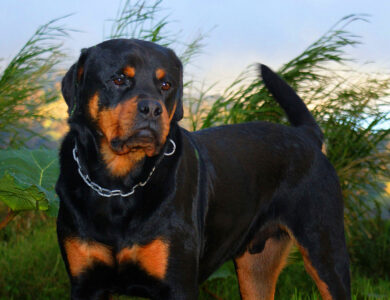 rottweiler adult 2