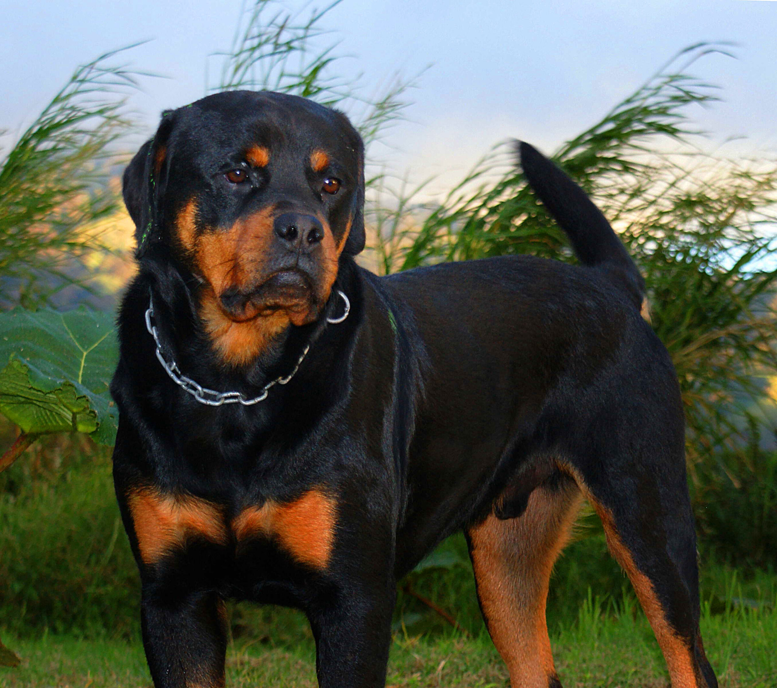 rottweiler adult 2 scaled