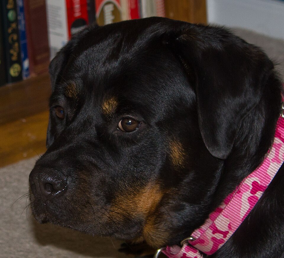 Adult female Rottweiler