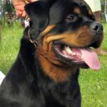 rottweiler breed guide