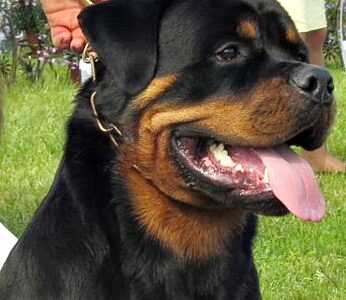 rottweiler breed guide