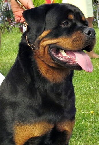 Rottweiler: Complete Breed Guide to Temperament, Health, and Care 16 rottweiler breed guide
