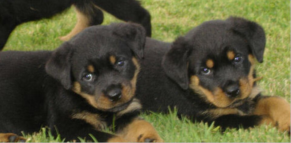 Litter of Rottweiler puppies at 6 weeks