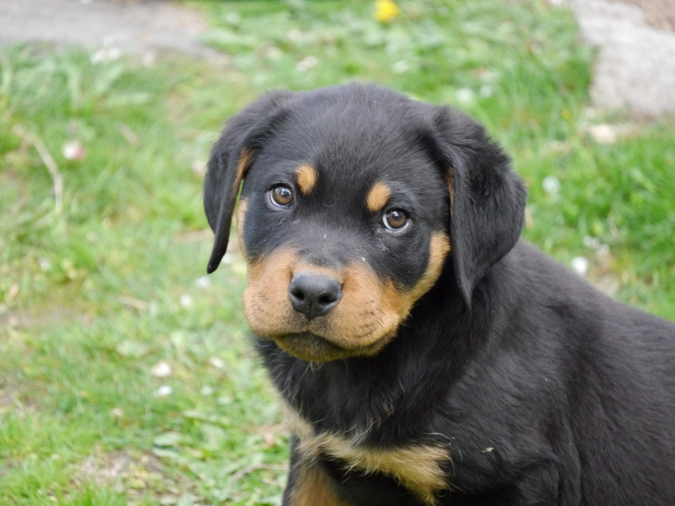 Rottweiler: Complete Breed Guide to Temperament, Health, and Care 17 Rottweiler puppy, 2 months old