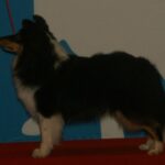 shetland sheepdog breed guide