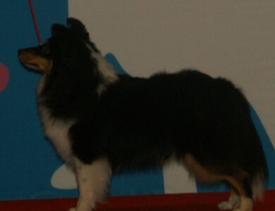 shetland sheepdog breed guide