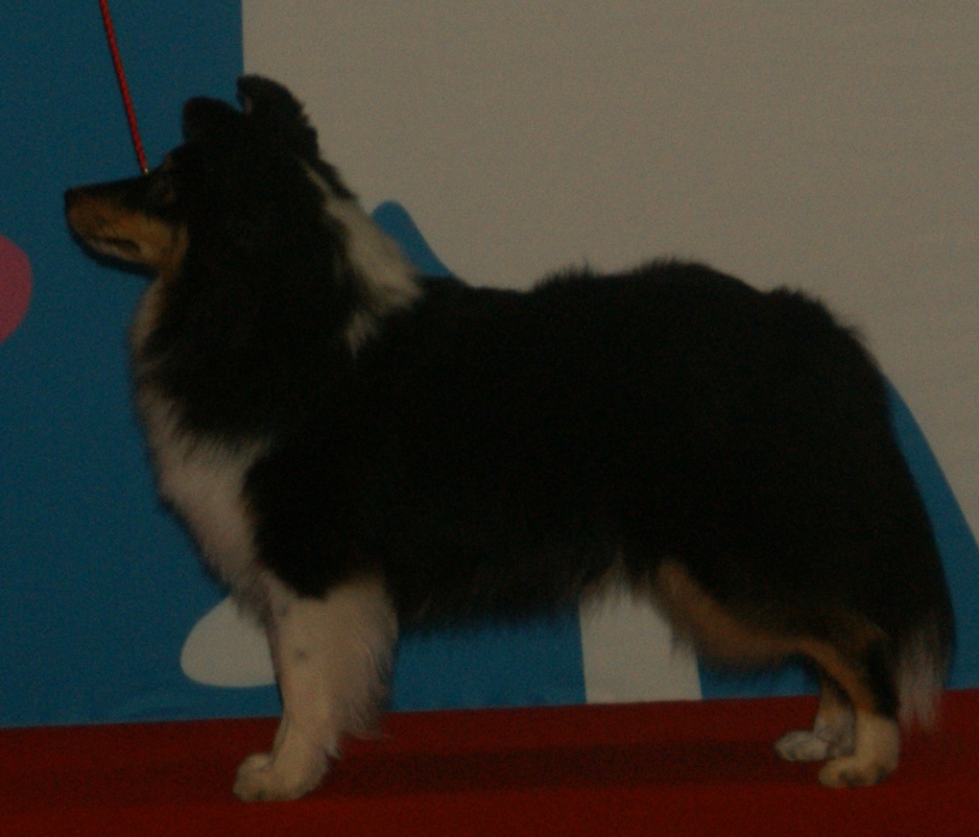 shetland sheepdog breed guide