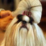 shih tzu breed guide