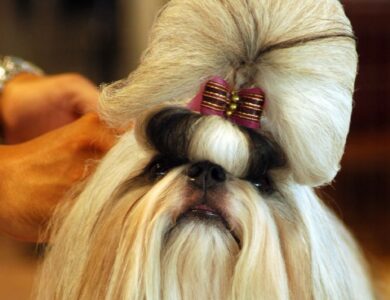 shih tzu breed guide