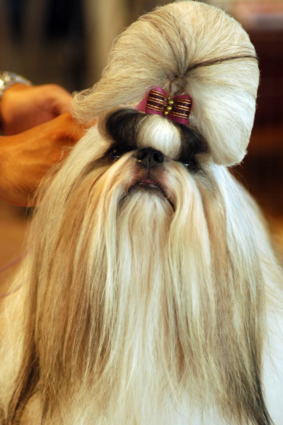 shih tzu breed guide