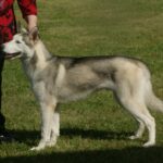 siberian husky breed guide