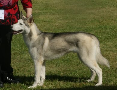 siberian husky breed guide