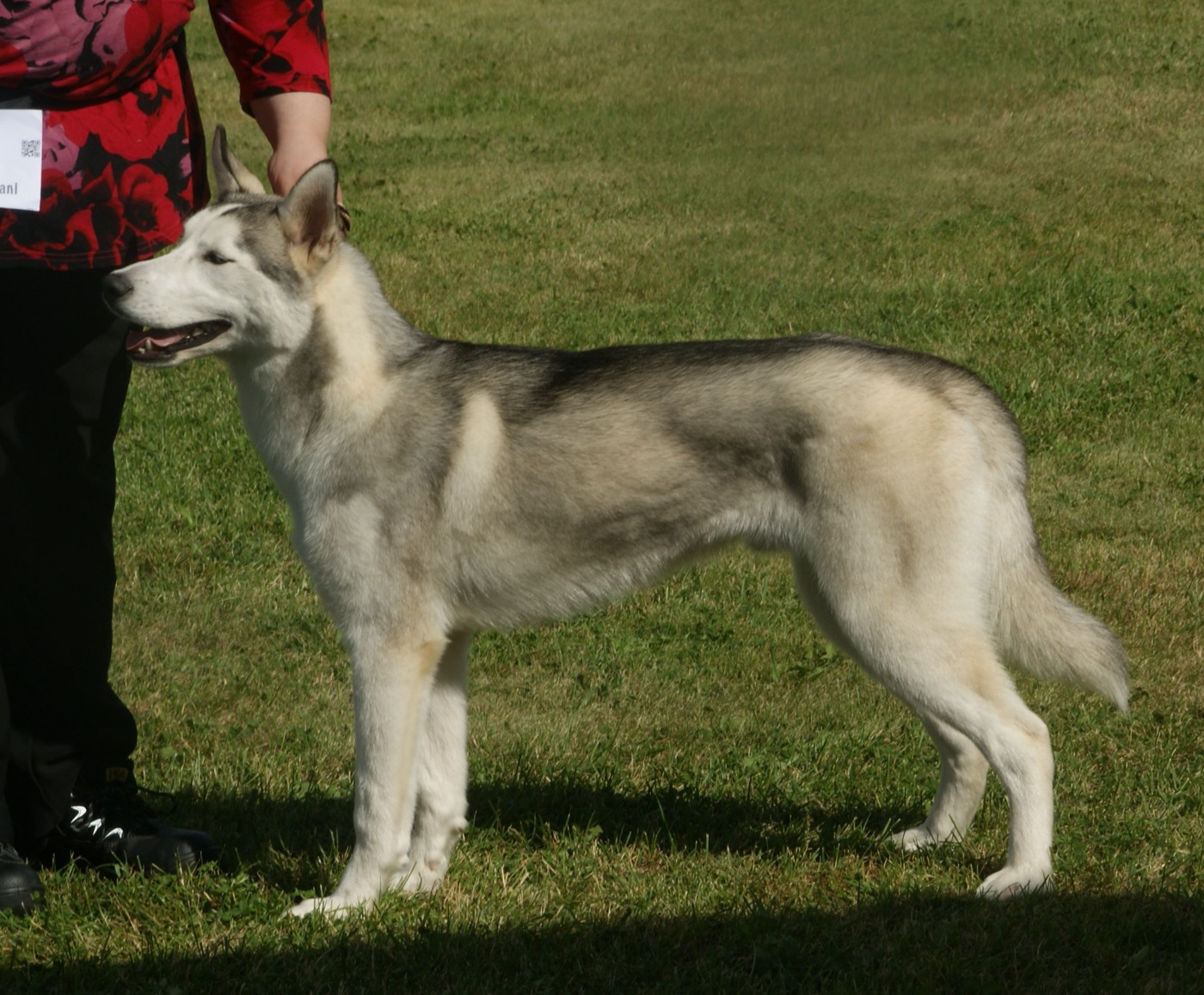 siberian husky breed guide