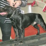 staffordshire bull terrier breed guide